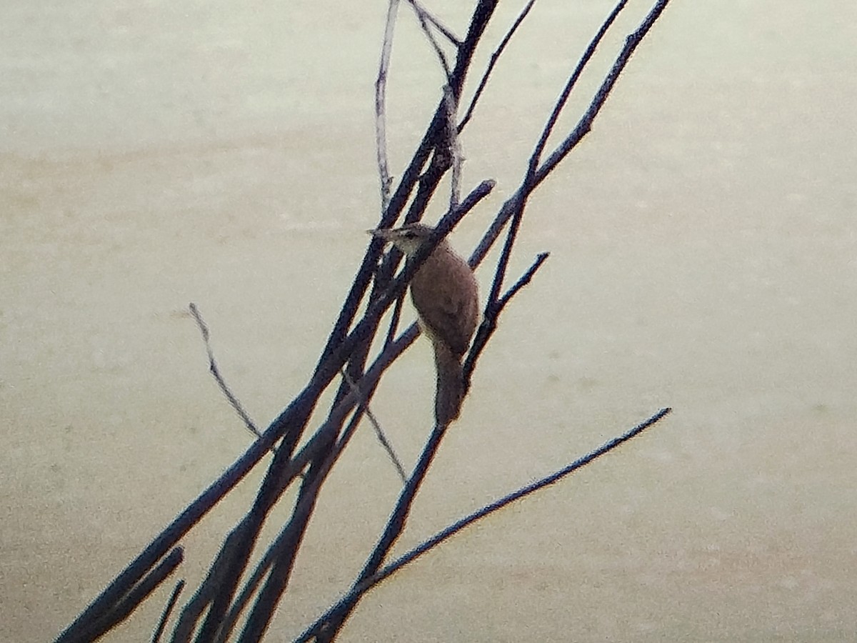 Дорнын охил бялзуухай - ML644405688