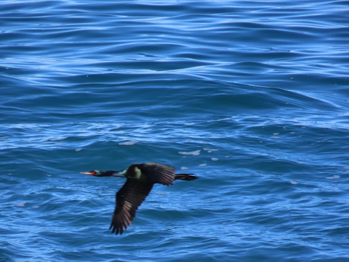 kormorán tichomořský - ML644405691