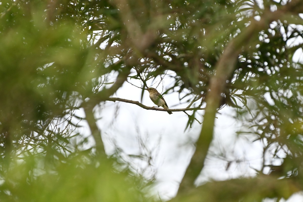 Arctic Warbler - ML644405692