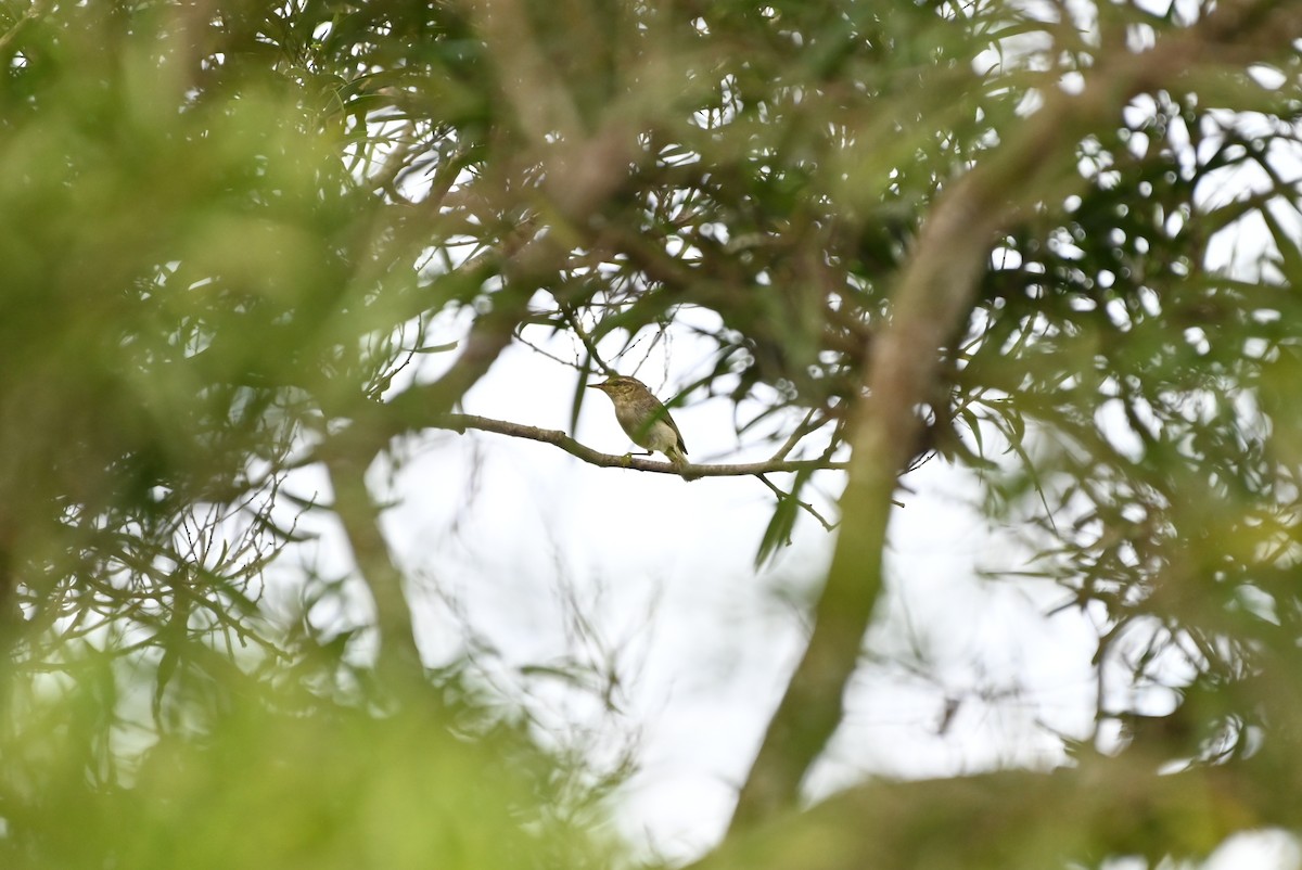 Arctic Warbler - ML644405693