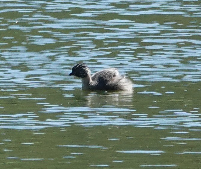 potápka šedohlavá - ML644405695