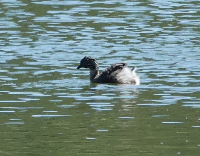 potápka šedohlavá - ML644405696