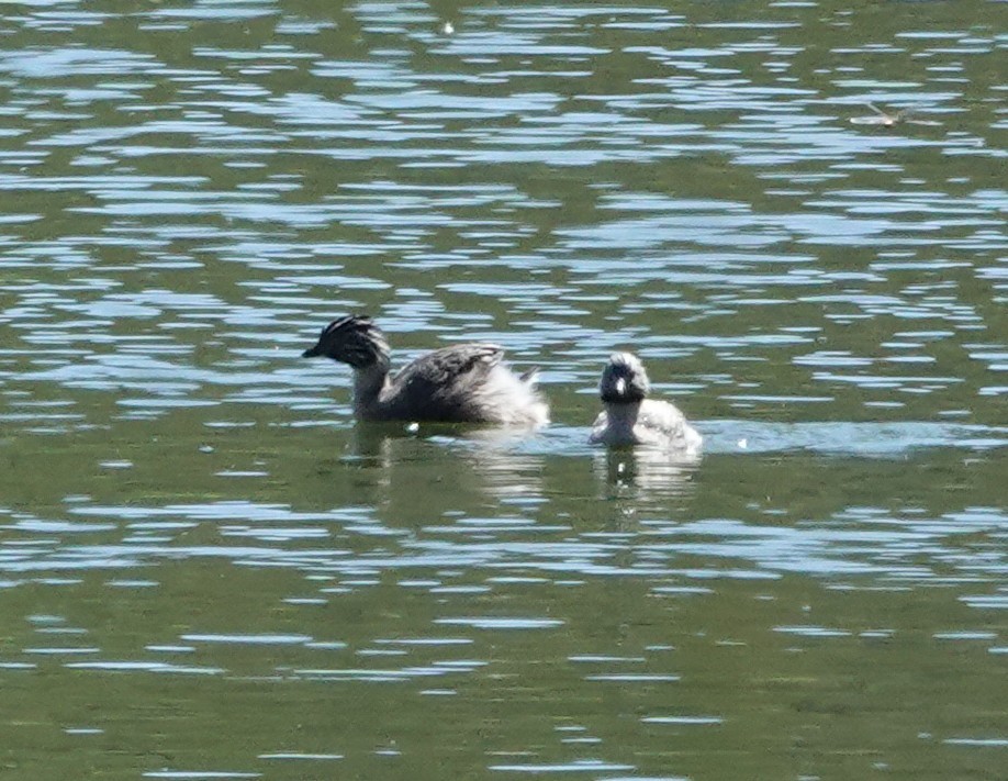 potápka šedohlavá - ML644405697