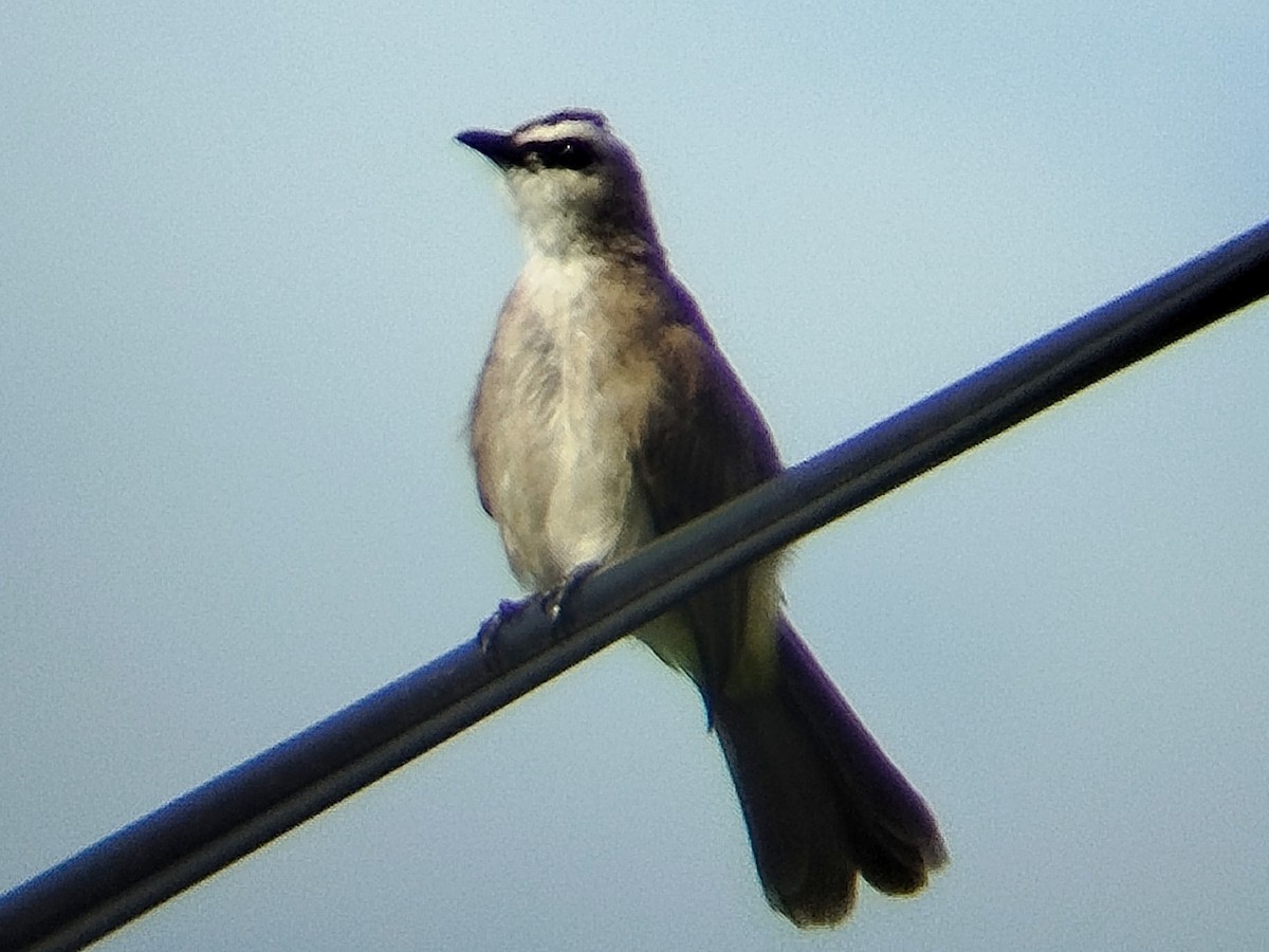 Yellow-vented Bulbul - ML644405702