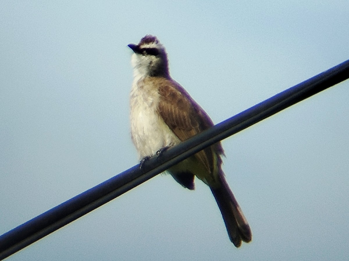 Yellow-vented Bulbul - ML644405703
