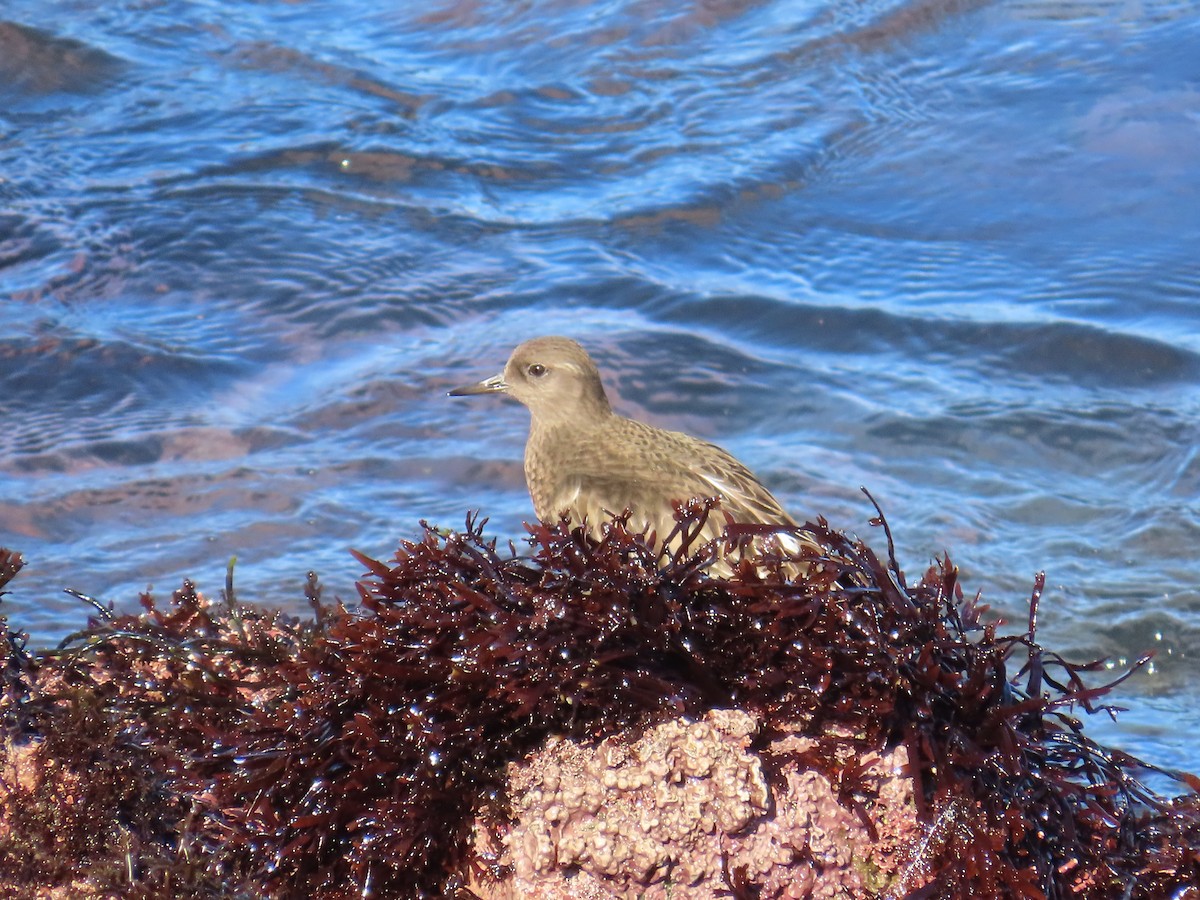 Крем'яшник чорний - ML644405706