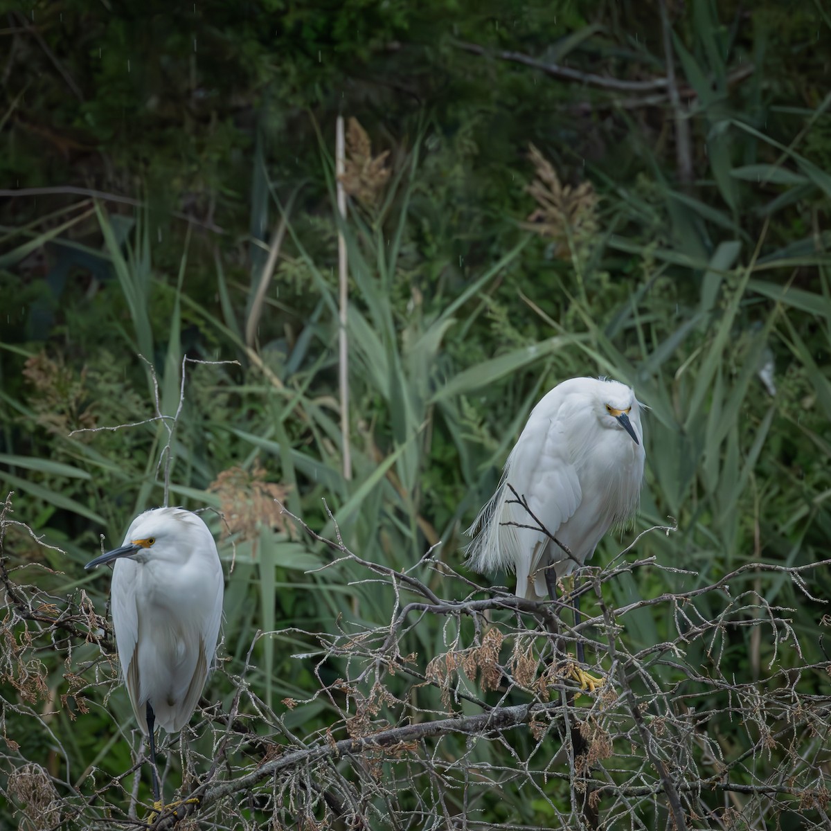 ユキコサギ - ML644405708