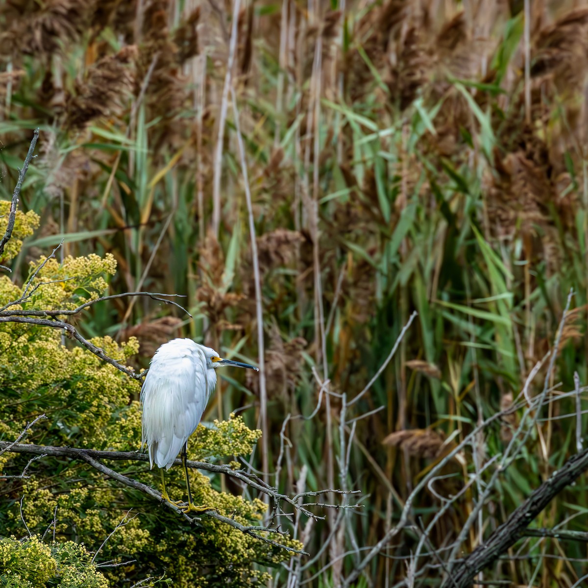 ユキコサギ - ML644405709