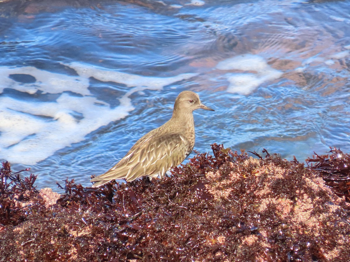 Крем'яшник чорний - ML644405710