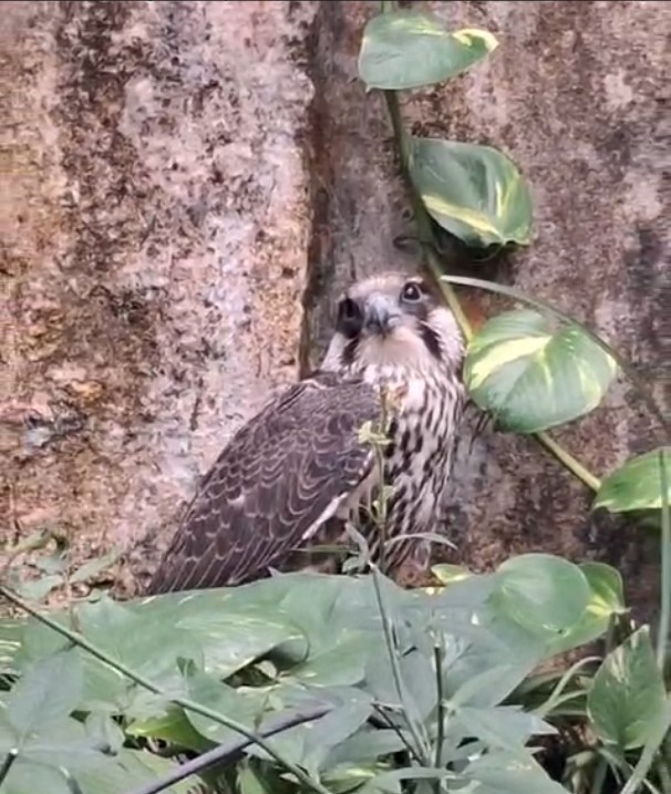 Eurasian Hobby - ML644405718