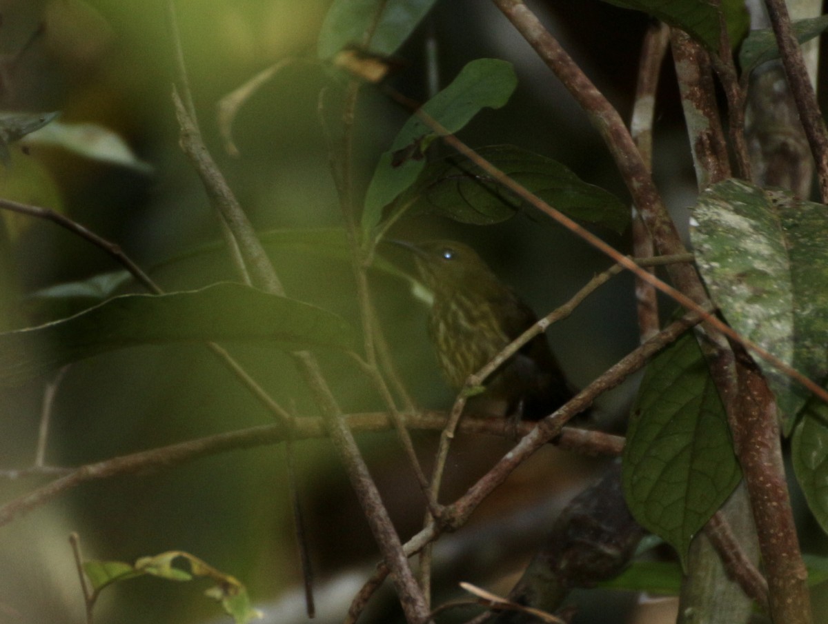 ムナフタイヨウチョウ - ML644405722