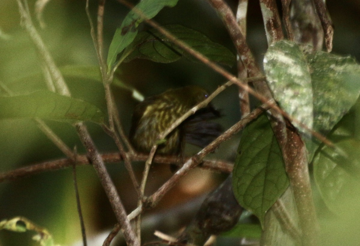 ムナフタイヨウチョウ - ML644405723