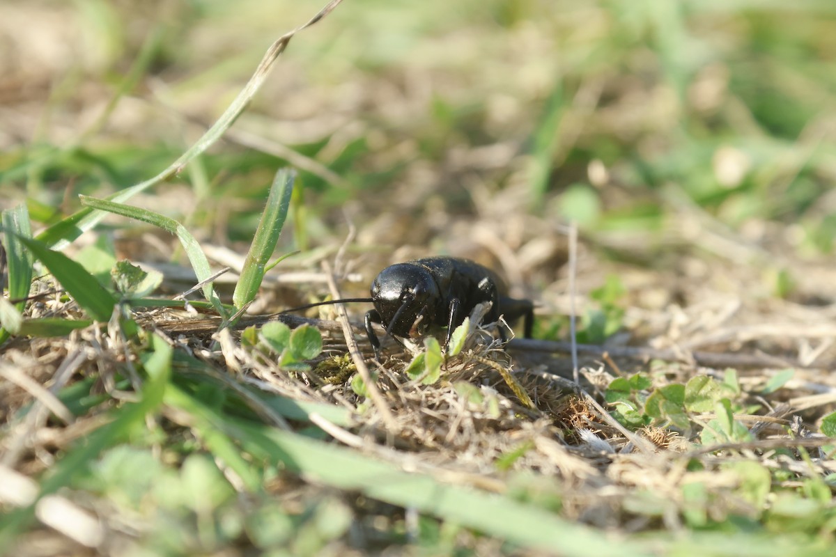 European Field Cricket - ML644405724