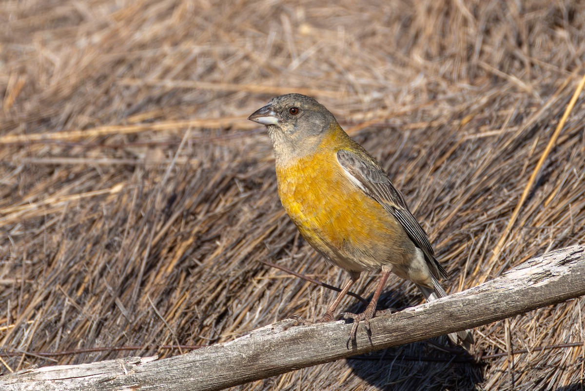 Peruvian Sierra Finch - ML644405736