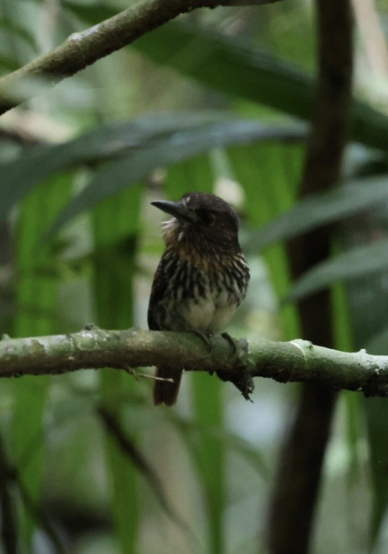 White-whiskered Puffbird - ML644405738