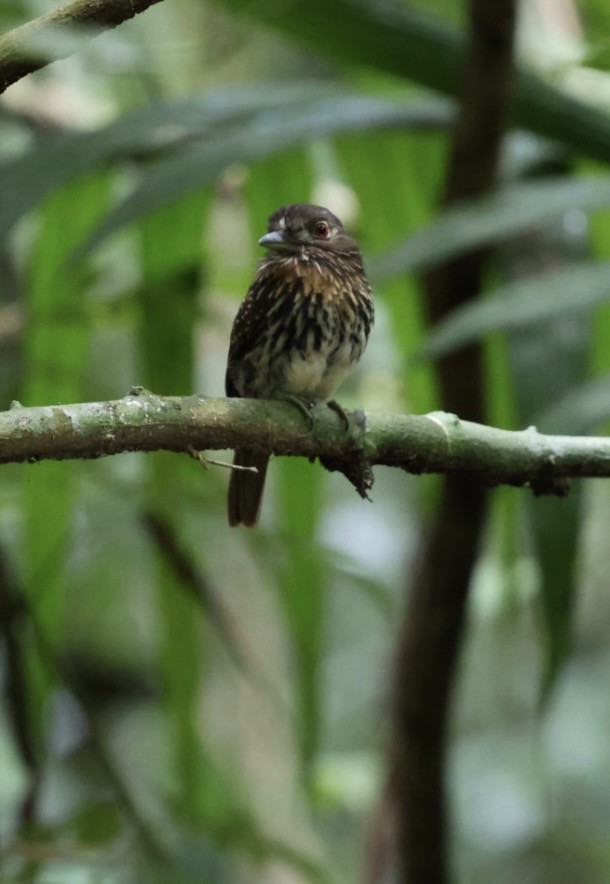 White-whiskered Puffbird - ML644405739
