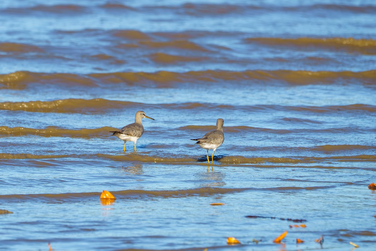Gray-tailed Tattler - ML644405740
