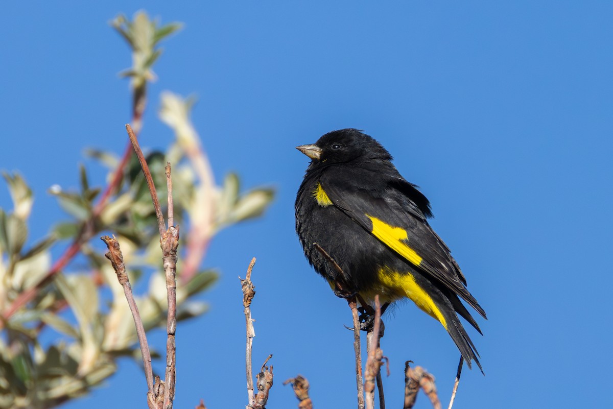 Чёрный чиж - ML644405742