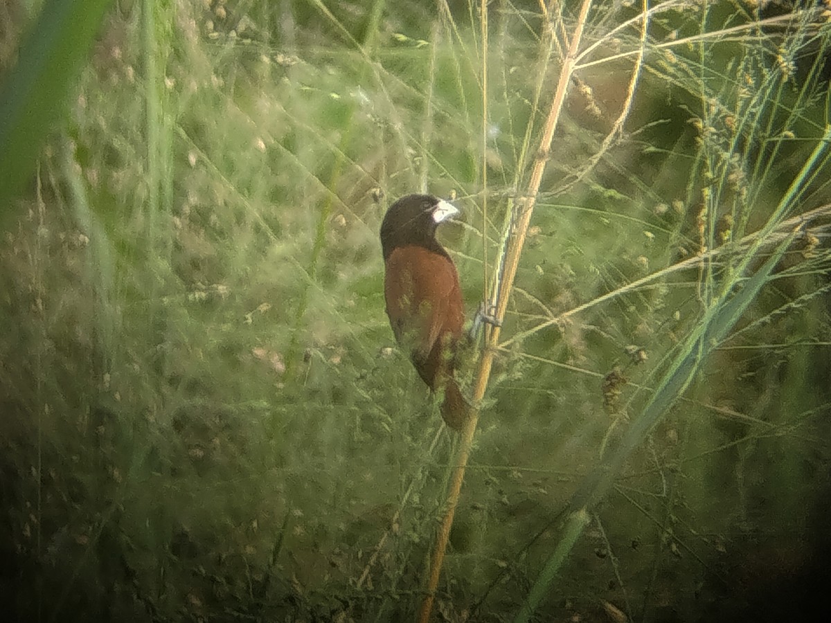 Chestnut Munia - ML644405751