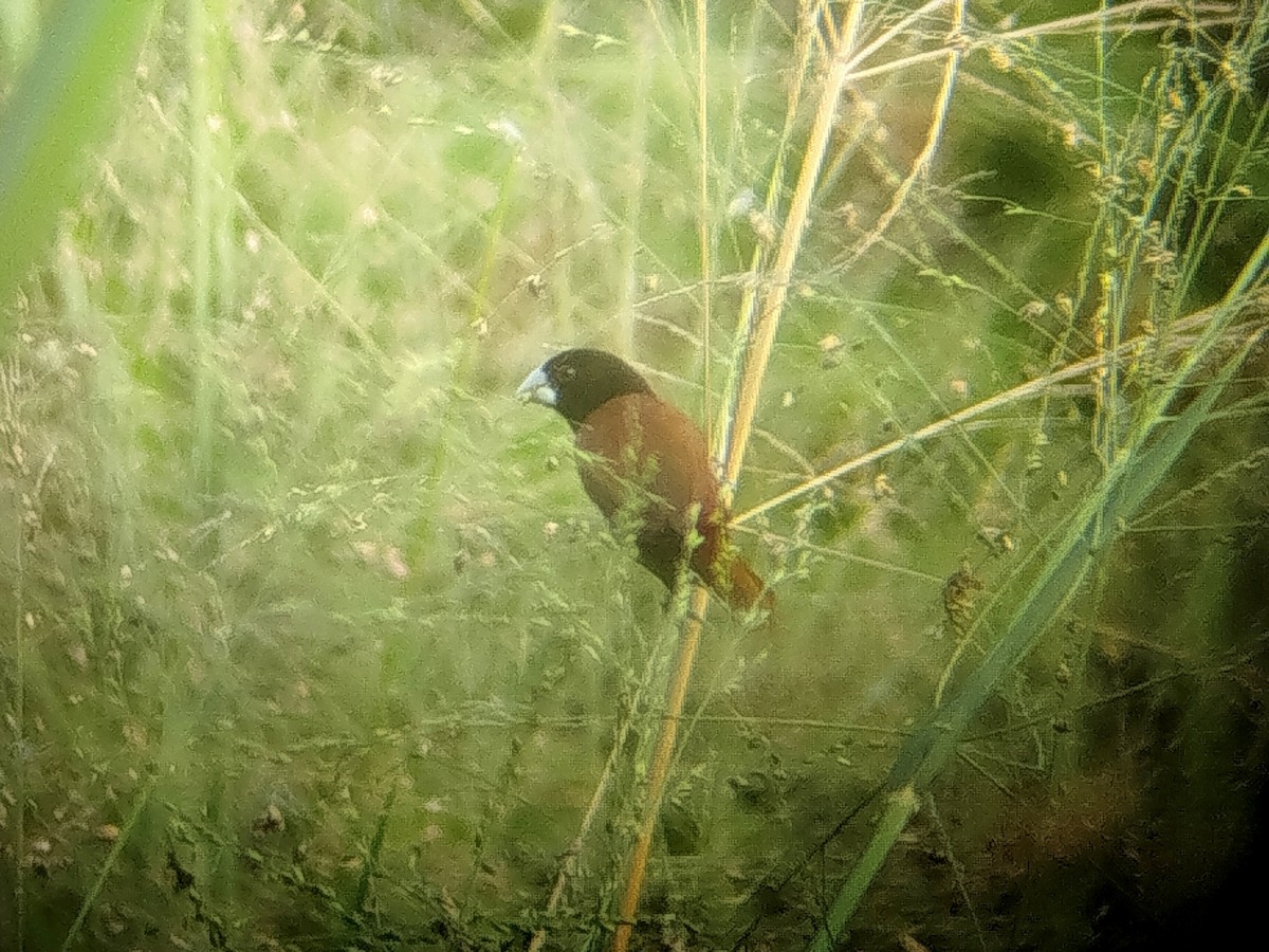 Chestnut Munia - ML644405752