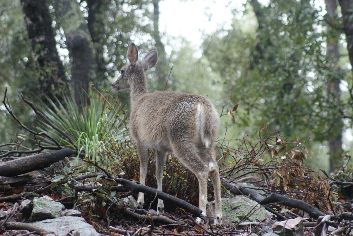 Mammals - ML644405756