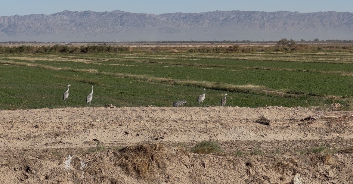 Kanada Turnası - ML644405757