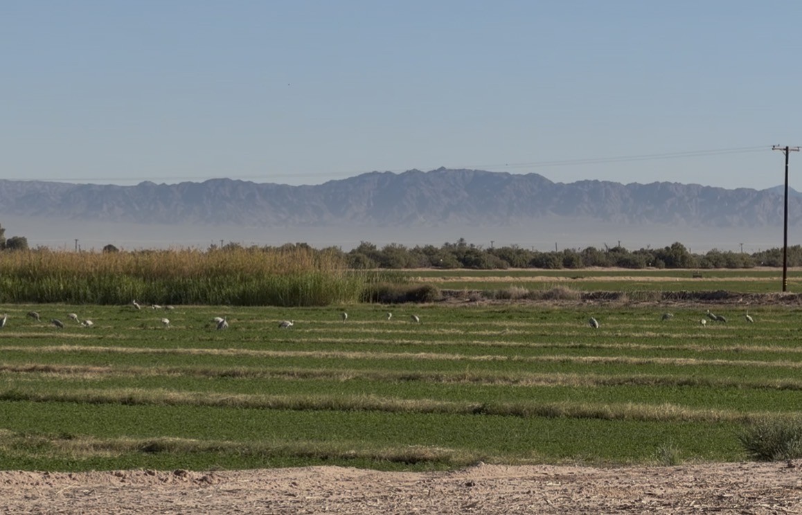 Kanada Turnası - ML644405758