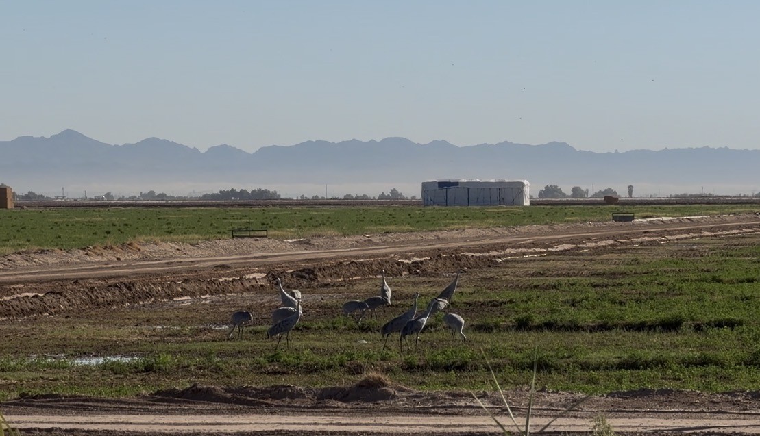 Kanada Turnası - ML644405759