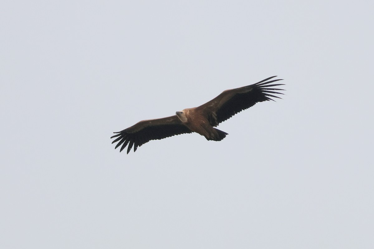 Kızıl Akbaba - ML644405781