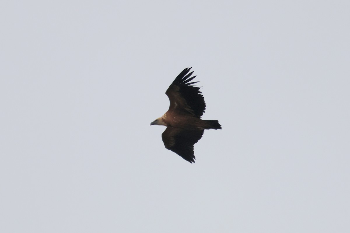 Kızıl Akbaba - ML644405782