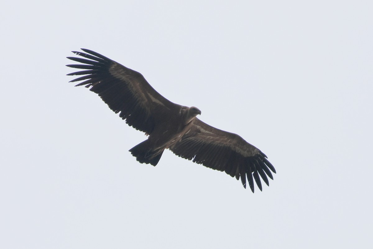 Kızıl Akbaba - ML644405783