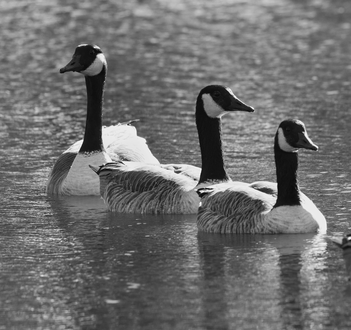 Казарка канадська - ML644405786