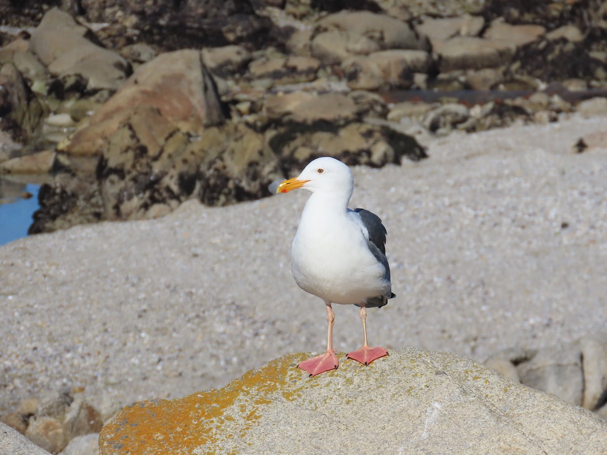Western Gull - ML644405787