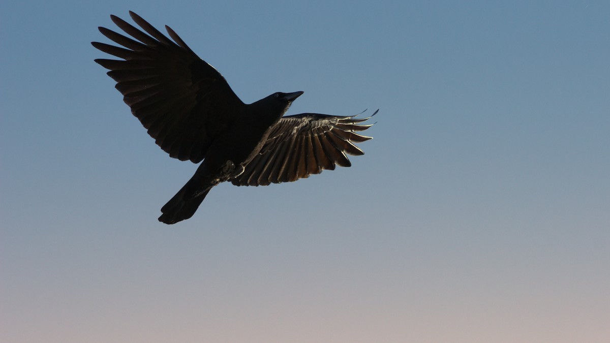 American Crow - ML644405790