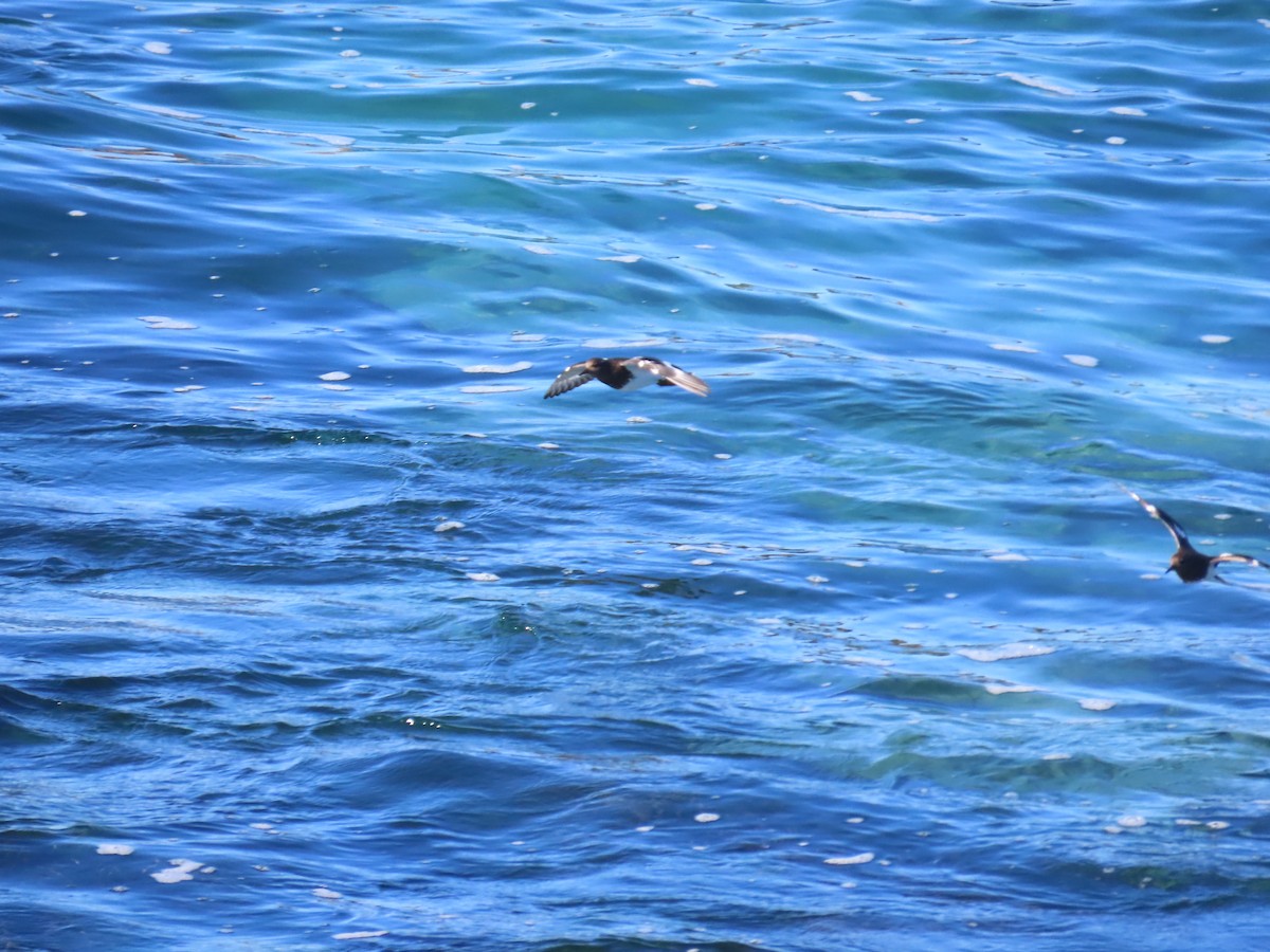 Крем'яшник чорний - ML644405797