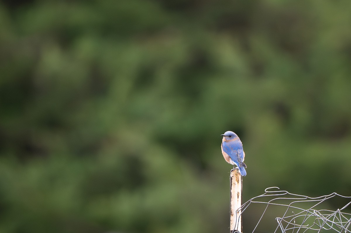 Eastern Bluebird - ML644405798