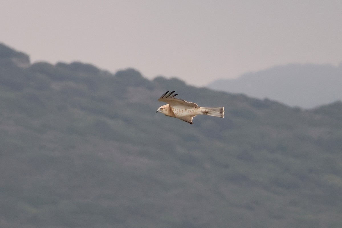 Biancone - ML644405812