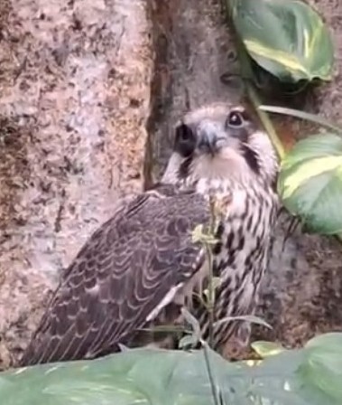 Eurasian Hobby - ML644405814