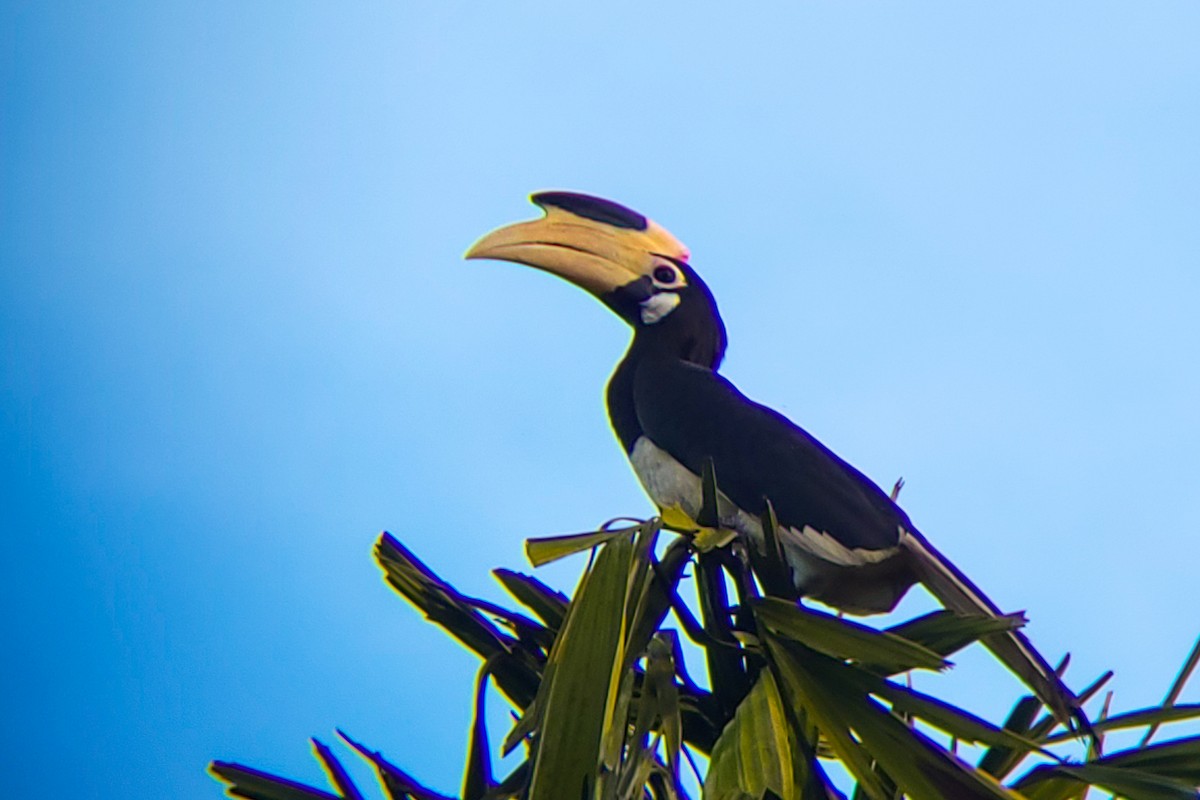 Cálao Coronado - ML644405818