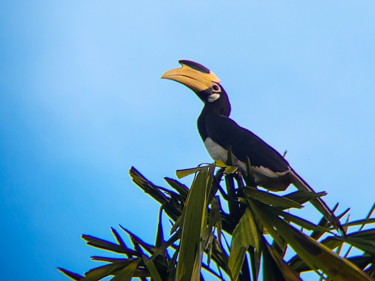 Cálao Coronado - ML644405819