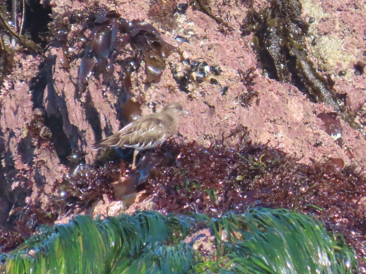 Крем'яшник чорний - ML644405828