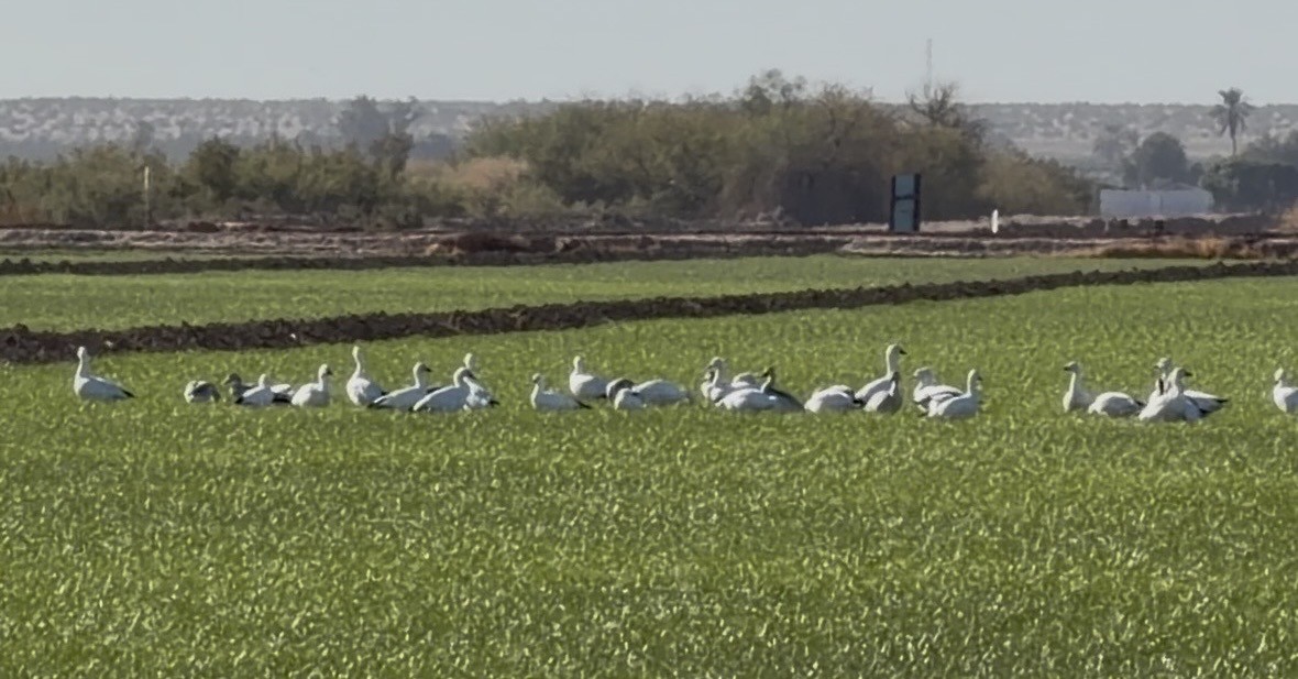 Kar Kazı - ML644405839