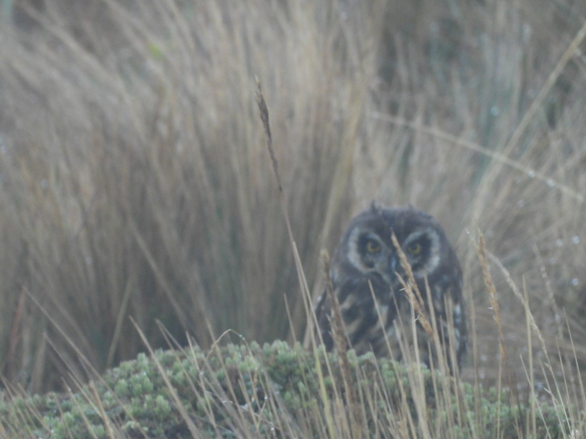 Short-eared Owl - ML644405843
