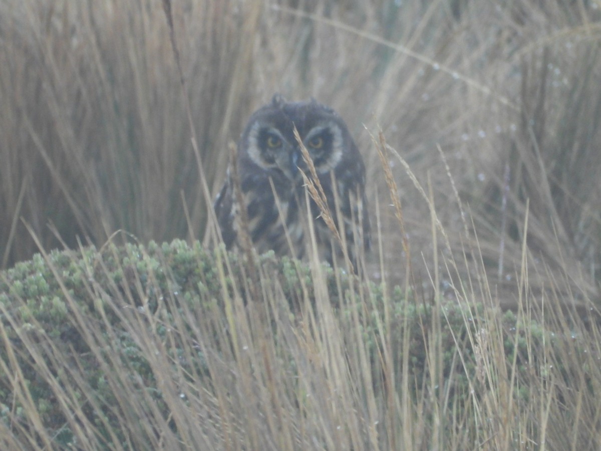 Short-eared Owl - ML644405844