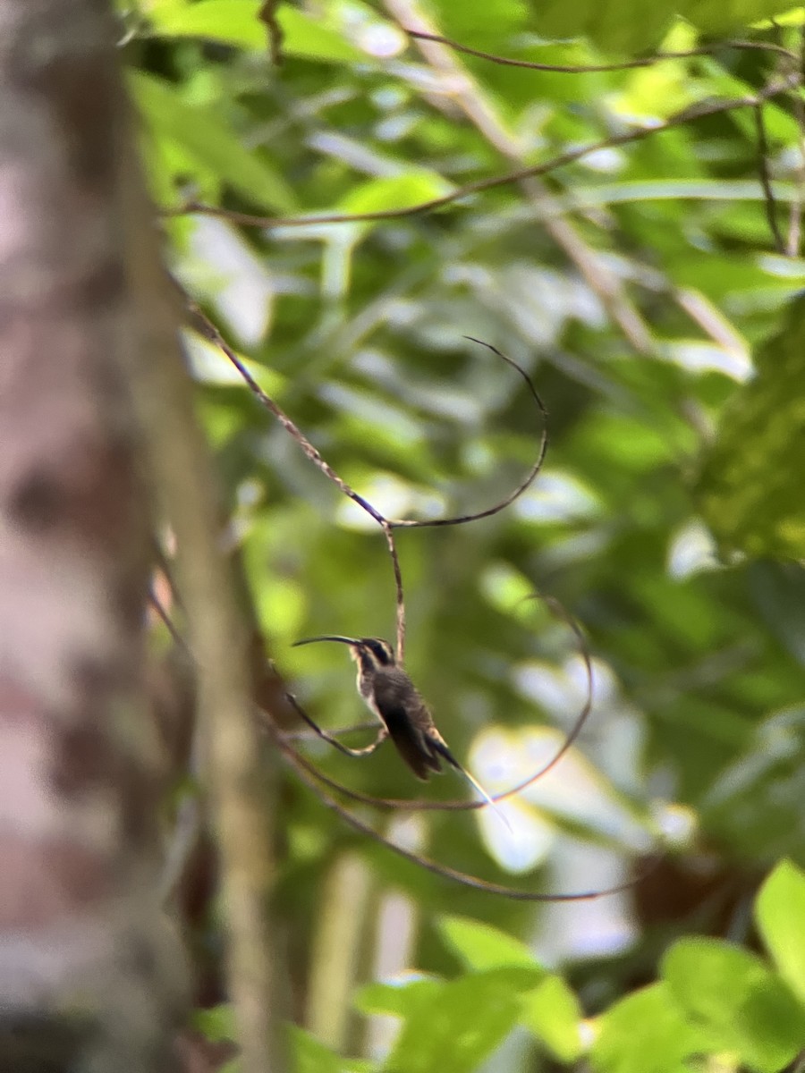 Long-billed Hermit - ML644405847