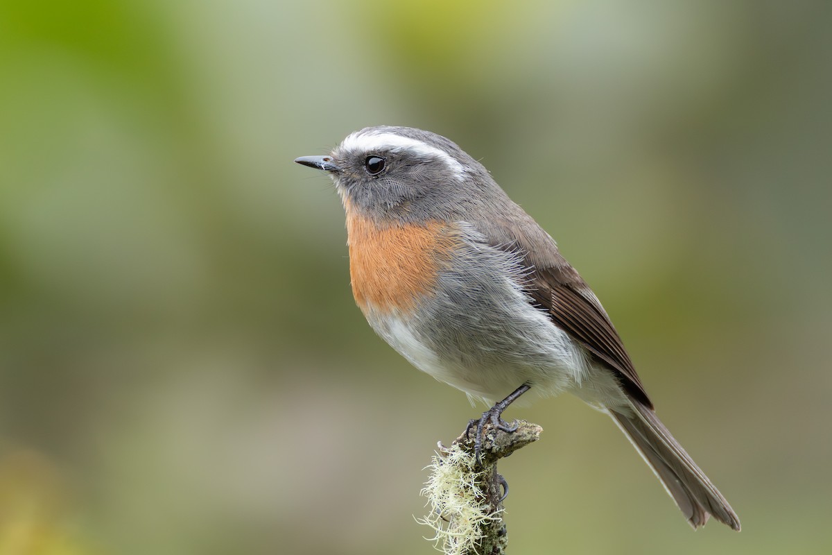 Rufous-breasted Chat-Tyrant - ML644405859