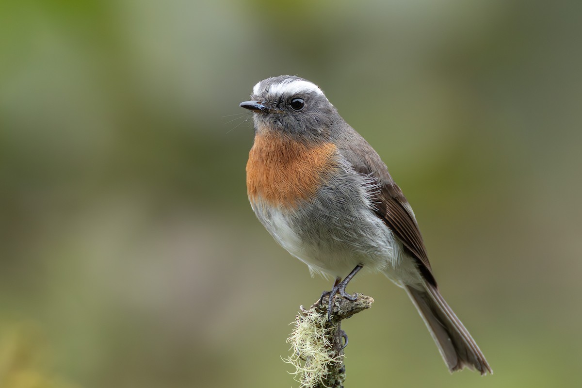 Rufous-breasted Chat-Tyrant - ML644405860