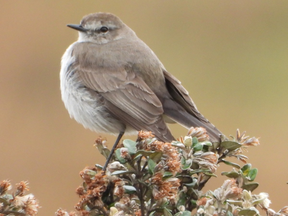 Plain-capped Ground-Tyrant - ML644405865