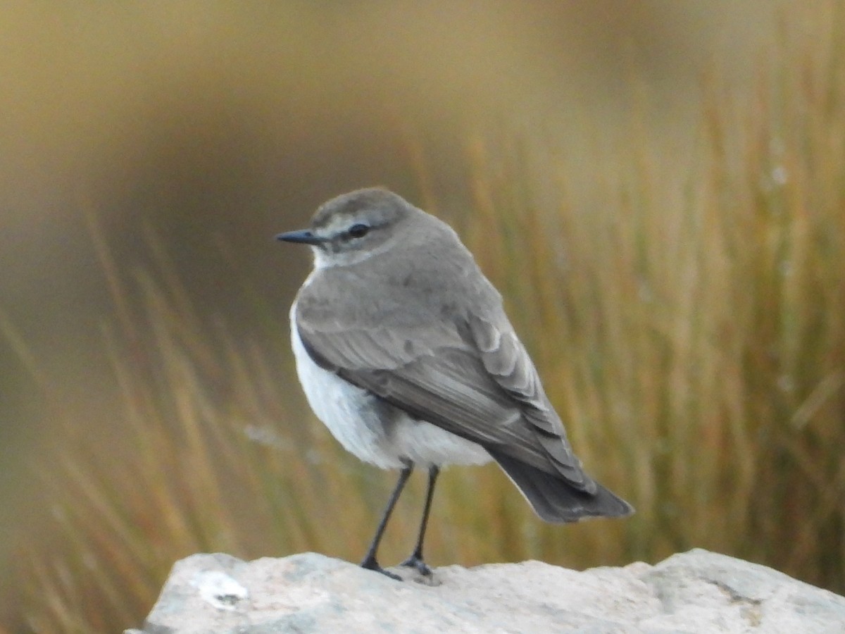 Plain-capped Ground-Tyrant - ML644405866