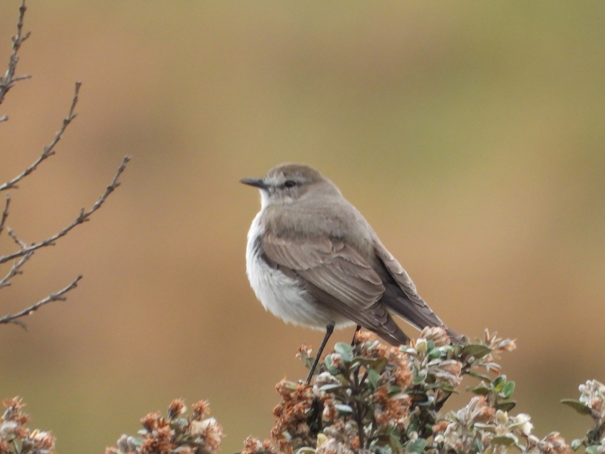 Plain-capped Ground-Tyrant - ML644405867